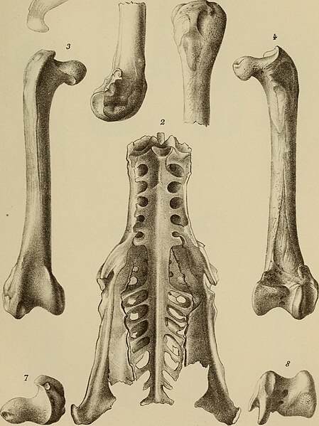 File:Annales des sciences naturelles (1896) (18017562770).jpg