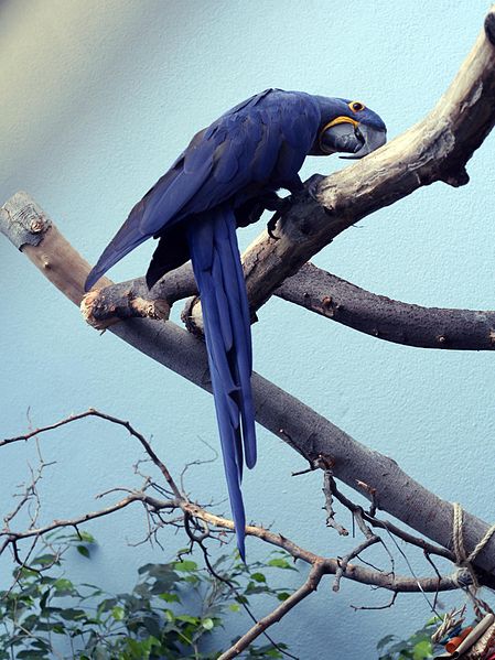 File:Anodorhynchus hyacinthinus -National Aviary, Pittsburgh, Pennsylvania, USA-8a.jpg