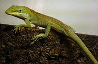 Anolis carolinensis