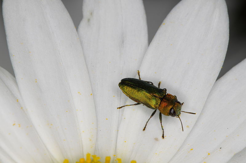 File:Anthaxia nitidula (Buprestidae), ♂ (9517254891).jpg