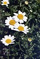 Anthemis maritima