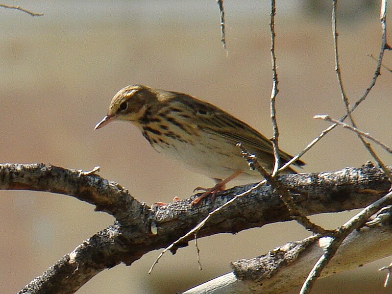 File:Anthus trivialis in Baikonur.jpg