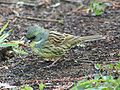 Emberiza spodocephala