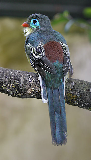 Szumátrai trogon