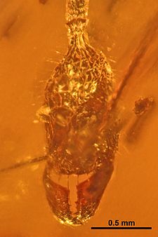 Head of the Aphaenogaster amphioceanica holotype Aphaenogaster amphioceanica SMNSDO4629 01.jpg