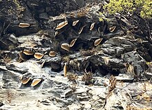 A honeycomb colony of Apis laboriosa on a vertical rockface in the Himalayas Apis laboriosa in Sikkim (cropped).jpg