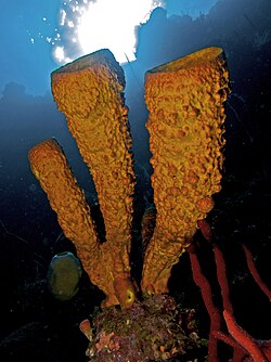 Aplysina fistularis (Yellow Tube Sponge) and Amphimedon compressa (Erect Rope Sponge- red).jpg