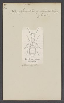 Apocellus - Druck - Iconographia Zoologica - Spezialsammlungen Universität Amsterdam - UBAINV0274 015 04 0015.tif