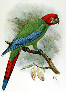 <span class="mw-page-title-main">Red-headed macaw</span> Species of bird