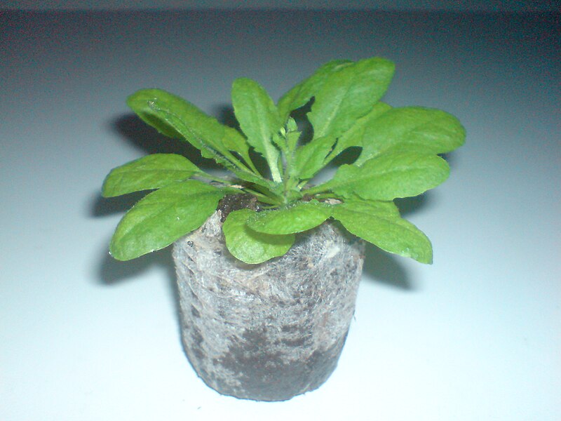 File:Arabidopsis thal background.JPG