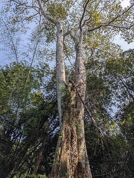 File:Aralam Wildlife Sanctuary during Annual Butterfly Survey 2022 (190).jpg