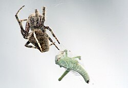 Araneus gemma -- Orb Weaver Spider.jpg