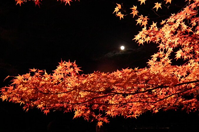 2011 年一晚 京都嵐山花灯路一景；紅葉喺明月映照下演示秋色。