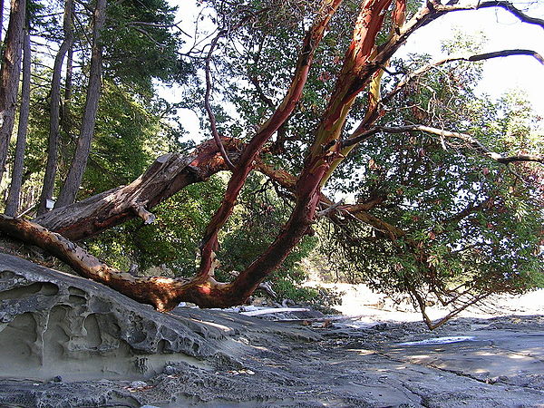 Arbutus trees and sandstone beaches are common in the Gulf Islands.