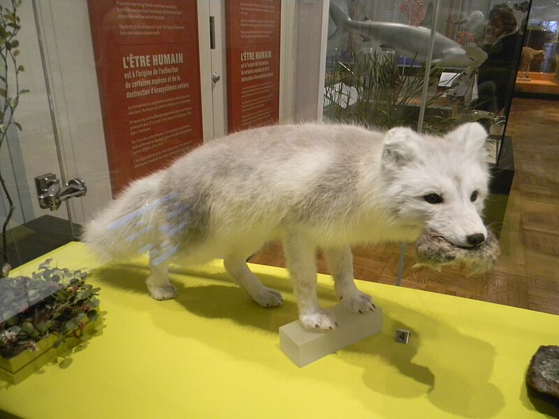 File:Arctic Fox Royal Ontario Museum in Toronto.jpg