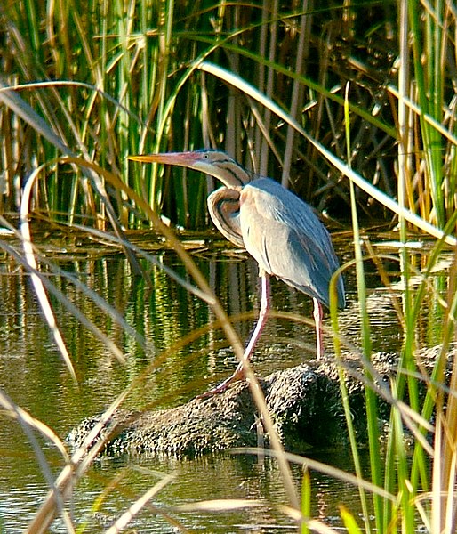 .::Parque nacional y natural de Doñana::. 514px-Ardea_purpurea0