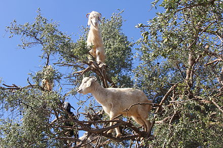 Goats in argan tree, seen from below