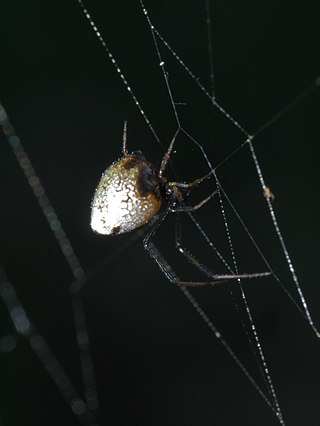 <i>Argyrodes elevatus</i> Species of spider