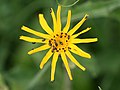 Arnica montana with Meligethes, Photo by Kristian Peters