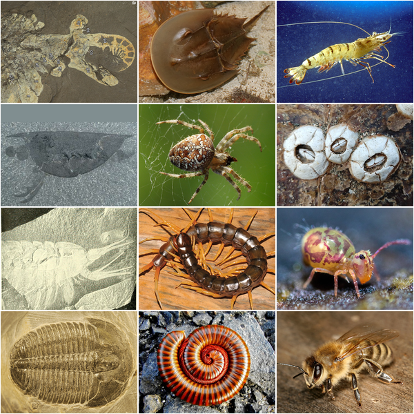 File:Arthropoda collage.png