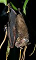 Zwergfruchtfledermaus (Artibeus phaeotis)