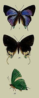 <i>Artipe eryx</i> Species of butterfly