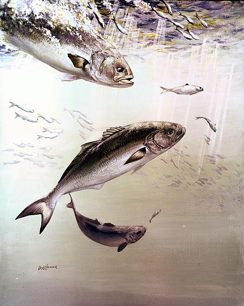 File:Artistic painting of bluefish.jpg