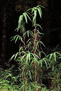 Bambuo persekutas