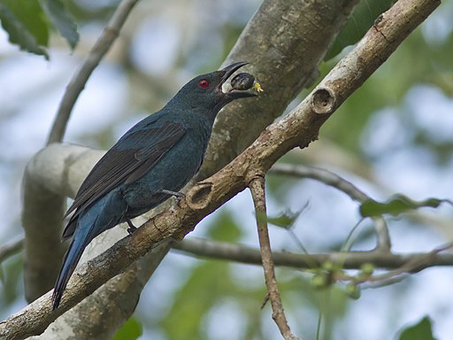 Asian Fairy Bluebird f MG 0027 GarimaBhatia