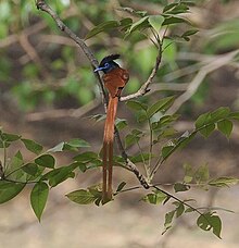 Sub-adult male Himalayan paradise flycatcher in Ranthambhore National Park, Rajasthan Asian Paradise Flycatcher.jpg