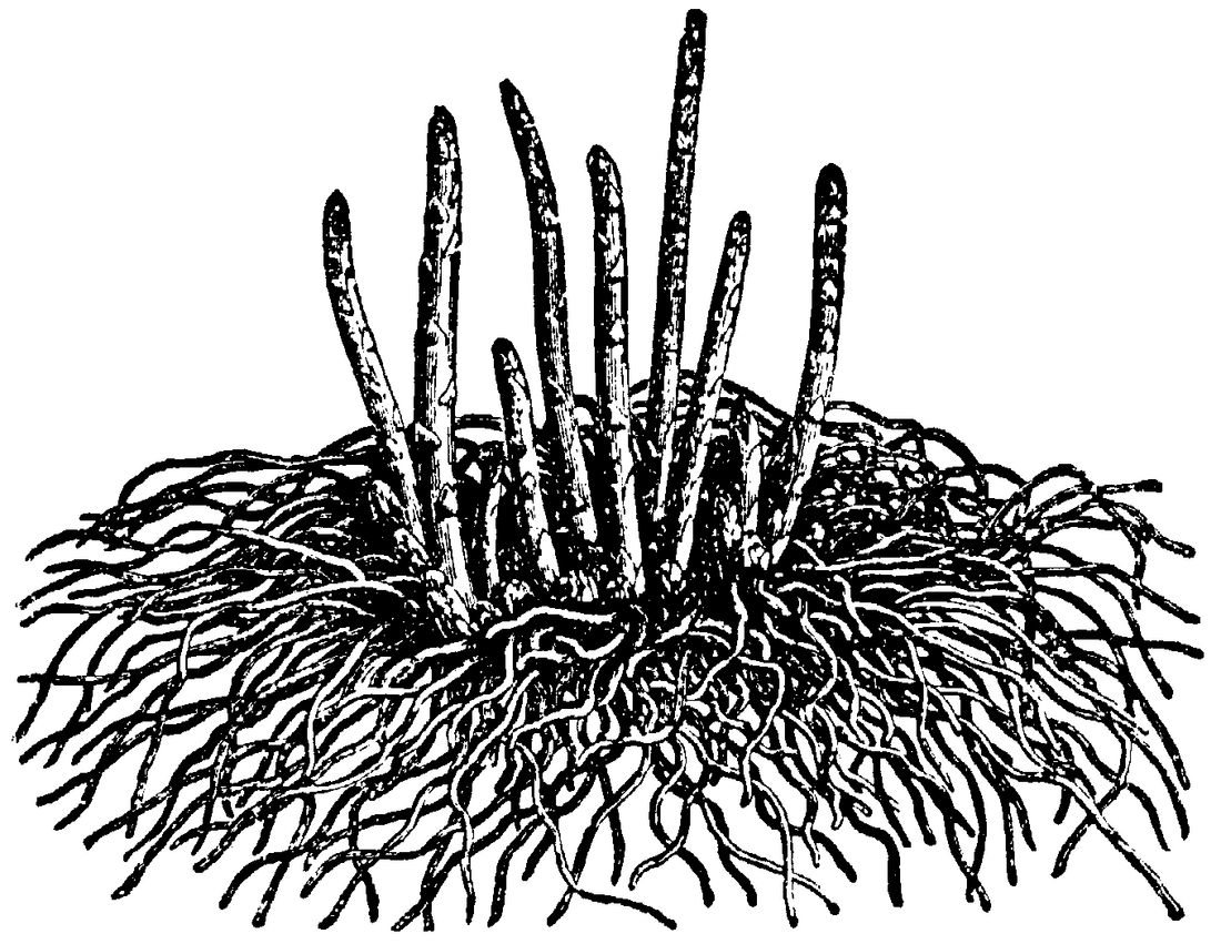 File:Asparagus, Nordisk familjebok.png