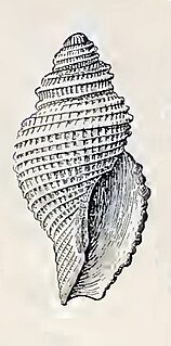 <i>Asperdaphne tasmanica</i> species of mollusc