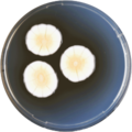 Aspergillus alabamensis growing on CYA plate