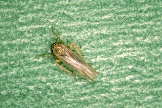 <i>Macrosteles quadrilineatus</i> Species of true bug