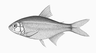 <i>Astyanax argentatus</i> Species of fish