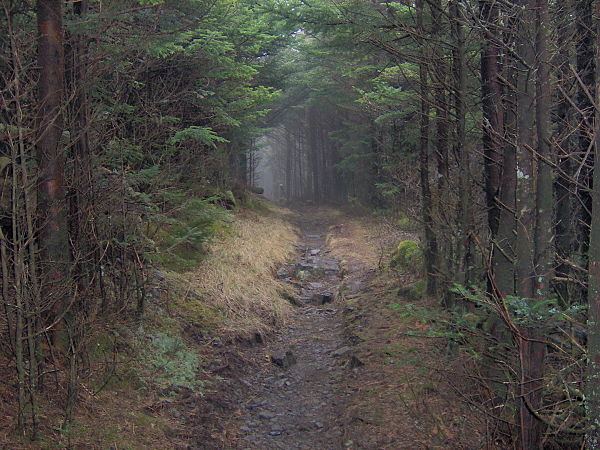 The dense forest of the Eastern Smokies renders the Appalachian Trail a virtual tunnel as it crosses the western slope of Mount Guyot