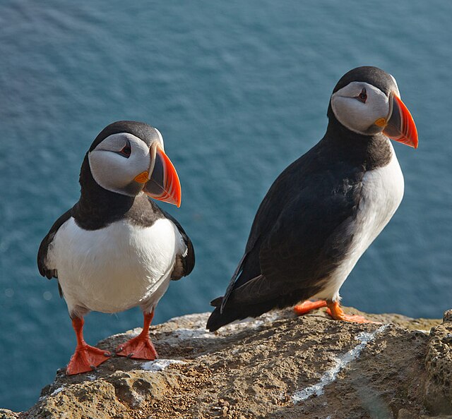 Atlantic puffin - Wikipedia