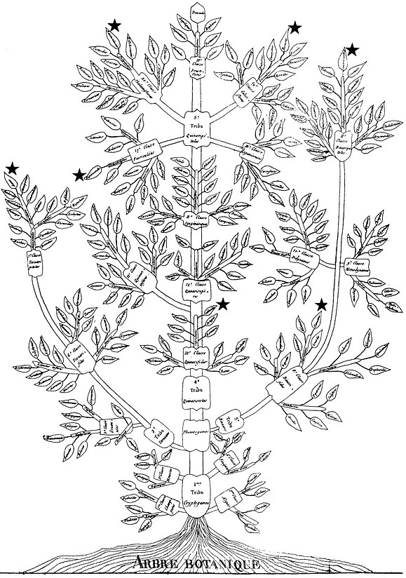 Augustin Augier's 1801 Arbre botanique ("Botanical Tree")[3]