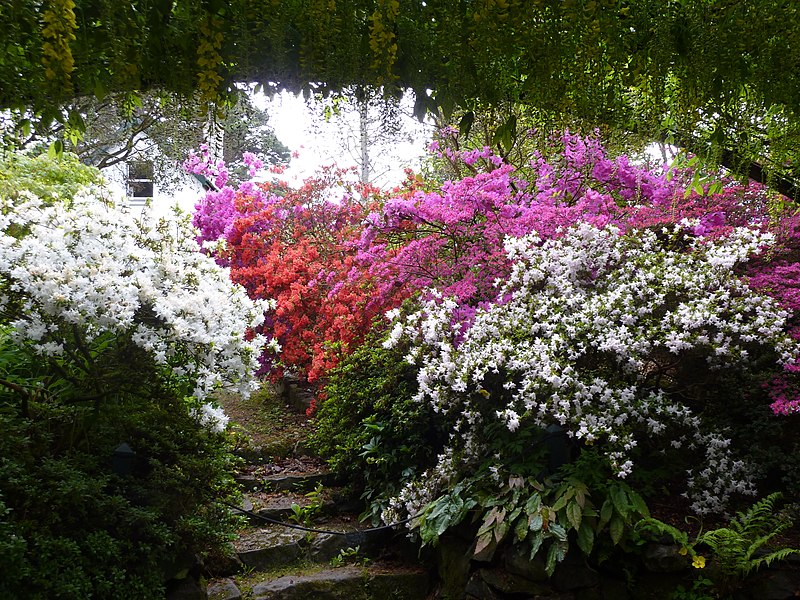 File:Azaleas at the Laburnum Arch, Bodnant - geograph.org.uk - 2405972.jpg