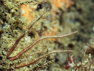 Ophiopsila Genus of brittle stars