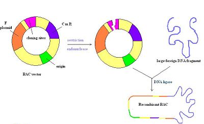 genomic library construction