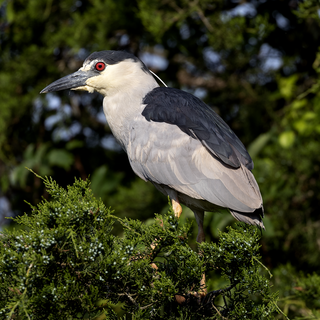 <span class="mw-page-title-main">Black-crowned night heron</span> Species of bird