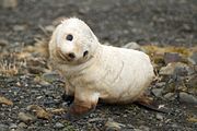 Infant Antarctic fur seal