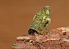 Bacotia claustrella larva in case.jpg
