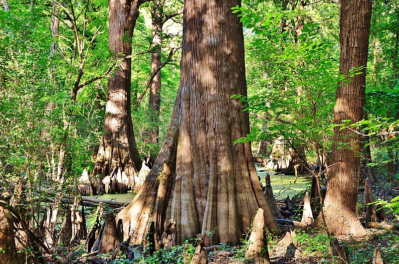 File:Bald Cypress - panoramio.jpg