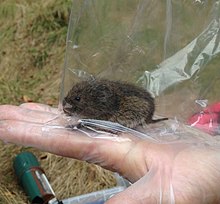 Bank vole, Myodes glareolus, in a capture-release small mammal population study for London Wildlife Trust at Gunnersbury Triangle local nature reserve Bank Vole GT Jo Hodges.jpg