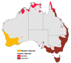 Distribución de Banksia en Australia.
