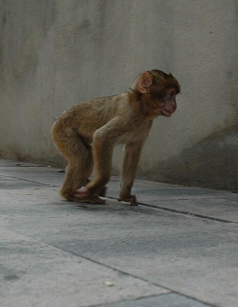 File:Barbary macaques at Prince Ferdinand's Battery, Gibraltar 31.JPG