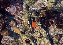 Bat star in a tide pool habitat