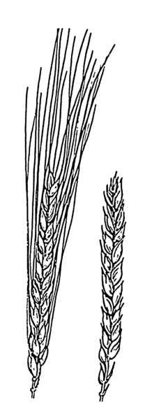 File:Bearded and beardless wheat (PSF).png